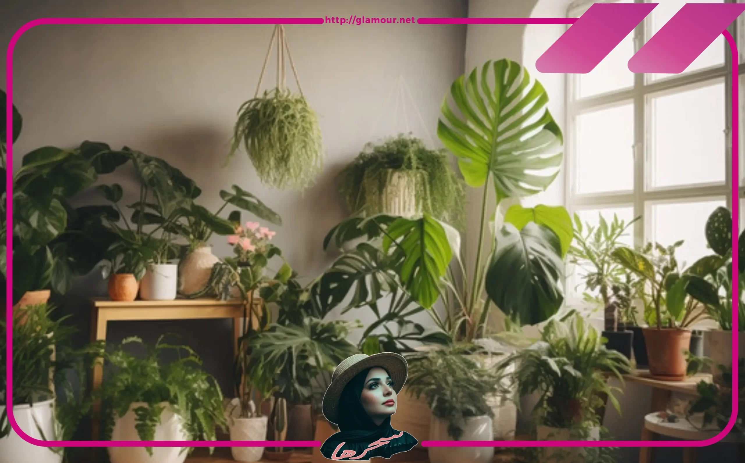 نباتات الزينة